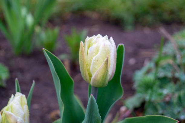 istock White and green flower head 1580076346