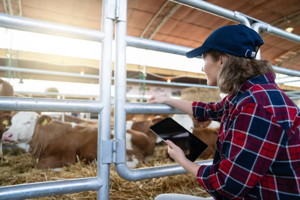 istock Woman farmer with tablet at a dairy farm. 1580079574