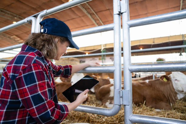 istock Woman farmer with tablet at a dairy farm. 1580094093