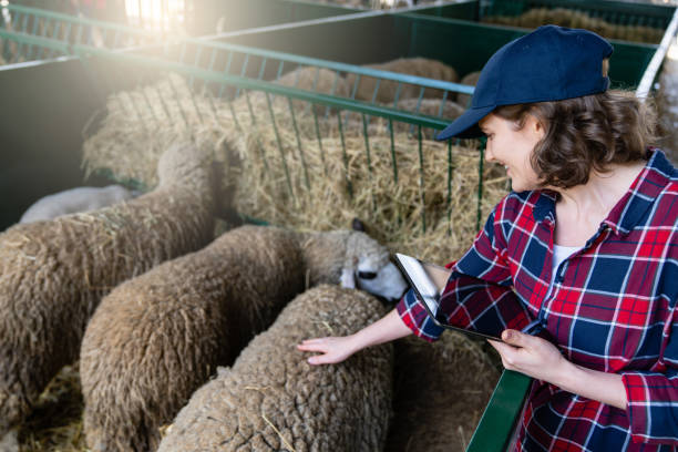 istock Woman farmer with tablet in a sheepfold. Herd management 1580101524