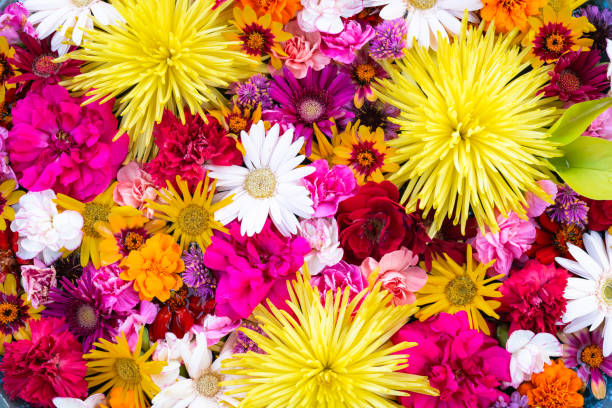 istock many flowers floating in water 1580102116