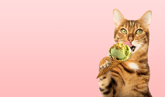 Portrait of a ginger cat licking an ice cream cone on a pink background. Copy space.