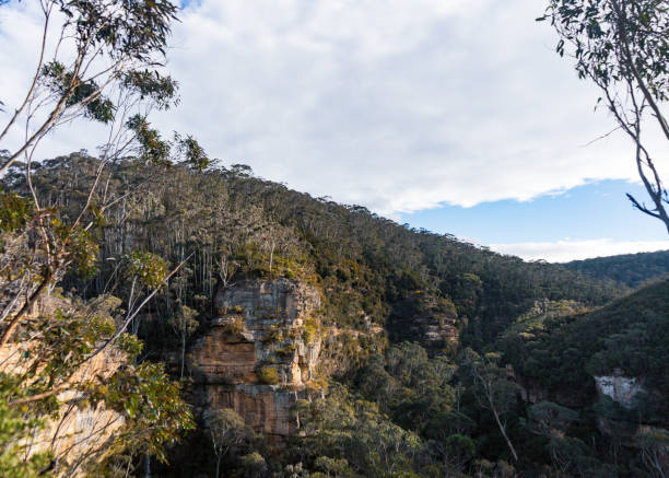 istock Forest in the Blue Mountains, Australia 1580102676