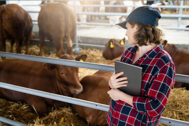 istock Woman farmer with tablet at a dairy farm. 1580102747