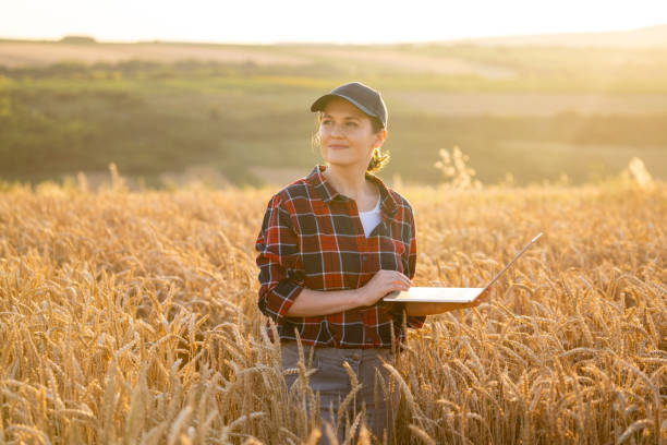 istock Farmer working with laptop on wheat field 1580103765