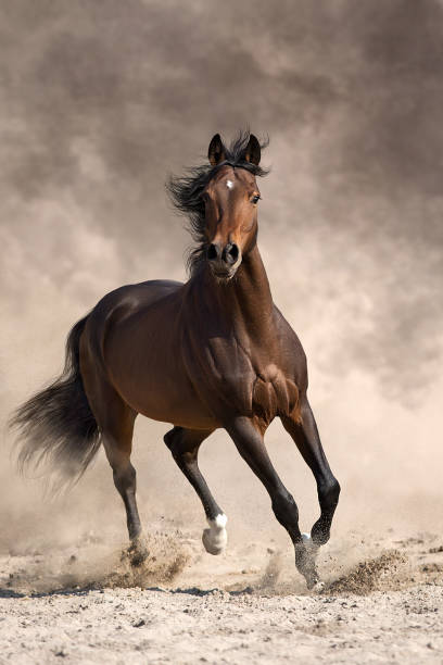 istock Bay horse free run in desert 1580104294