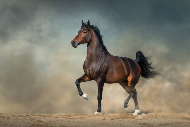 istock Horse trotting free 1580104295