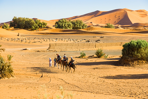 Herd of camels walking on country road against sand dunes in desert landscape. Abu Dhabi, United Arab Emirates