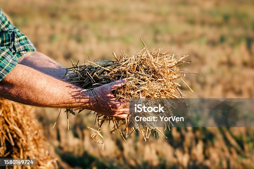 istock Hand touching straw stack. Farmer examining dry hay quality 1580149724