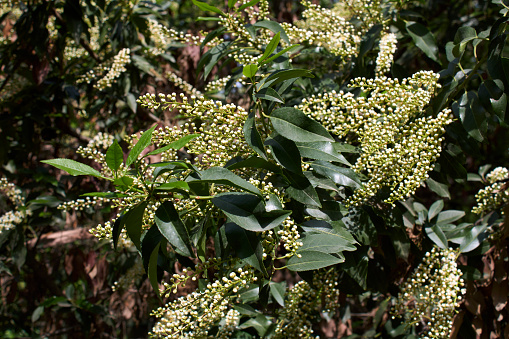 Prunus lusitanica white inflorescence