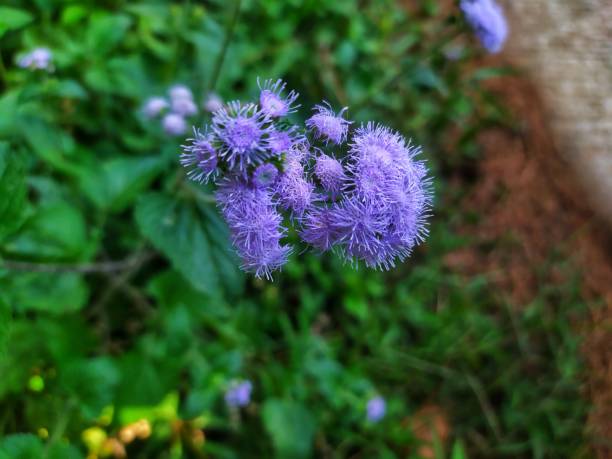 Ageratum flowers that grow naturally