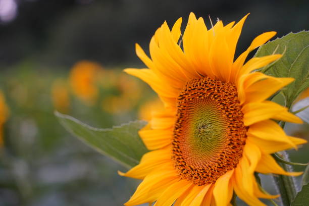 istock The french sunflower 1580167986