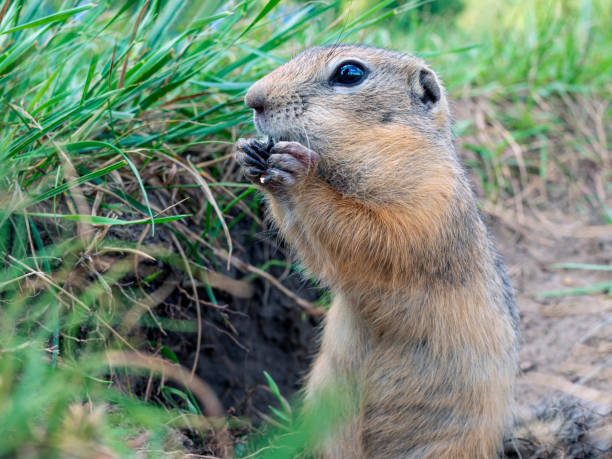 istock The  prairie dog eating sunflower seed holding it in the front paws 1580169578