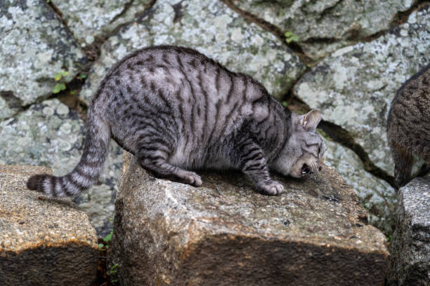 istock Close-up adorable cat relaxing in wild 1580187517
