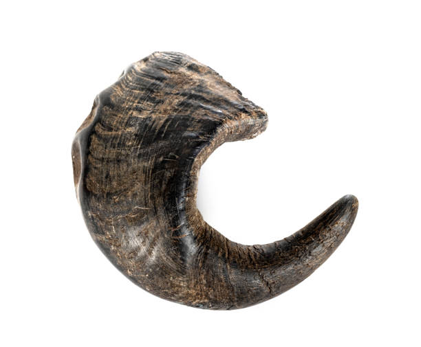 istock buffalo horn for dog 1580231915