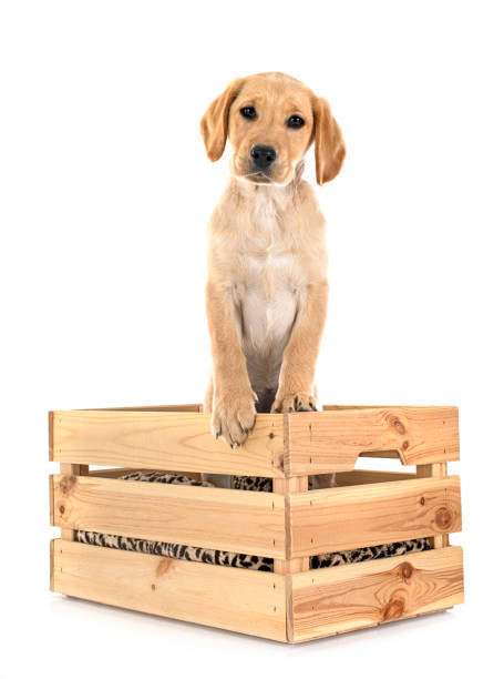 istock puppy labrador retriever 1580236074