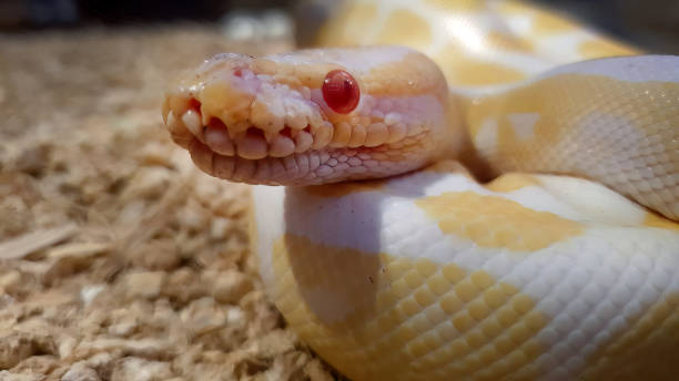 istock Close up An Albino Ball Python in yellow white color with stay still motion, red eyes, young animals, Python regius, Albino Burmese pythons snake 1580236810