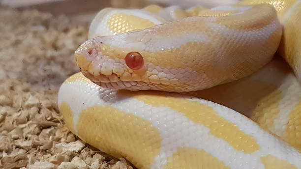 Close up An Albino Ball Python in yellow white color with stay still motion, red eyes, young animals, Python regius, Albino Burmese pythons snake