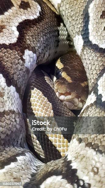 Python Molurus Bivittatus Ular Burma Python Reticulated Python Dalam ...