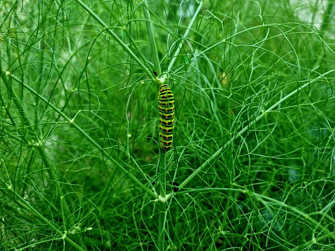 Swallowtail caterpillar close-up image. Captured during summer season.