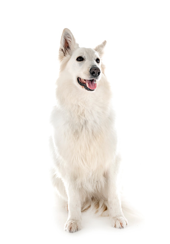 White Swiss Shepherd Dog in front of white background