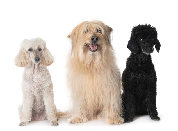 istock Pyrenean Sheepdog and poodles in studio 1580252197