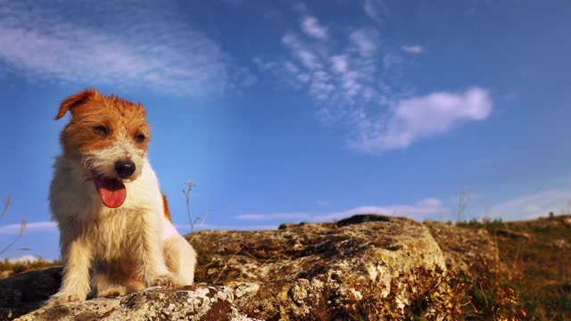 Cute dog sitting on a rock on sky background, travelling, walking or hiking with pet