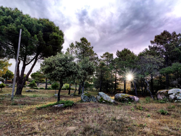 istock Amanece tras los pinos 1580260005