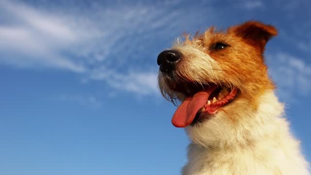 Dog panting on a blue sky background