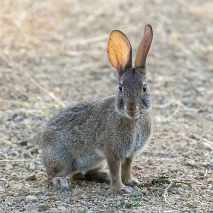 Desert Cottontail Rabbit with a tick showing the translucent ears. Santa Clara County, California, USA.