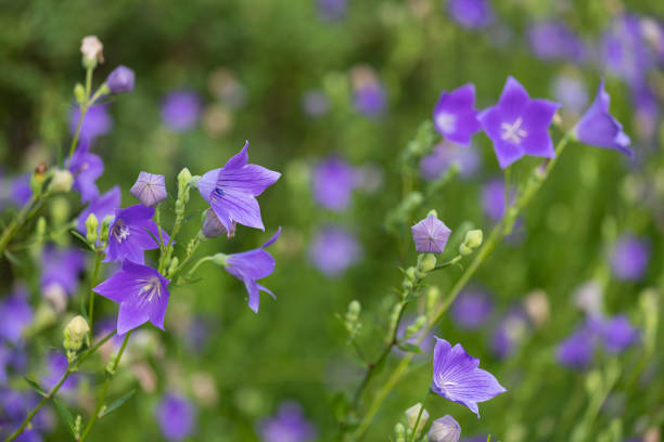 Blossoming bellflower sway with the wind