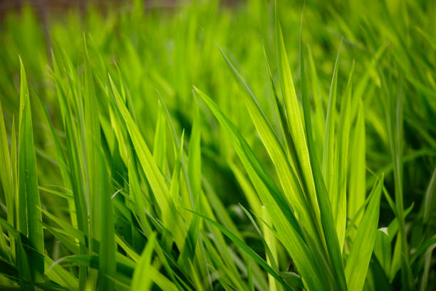 Closeup of green grass leaves in shallow depth of field