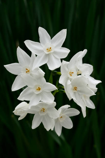 istock Group of white daffodil narcissus flowers 1580285889