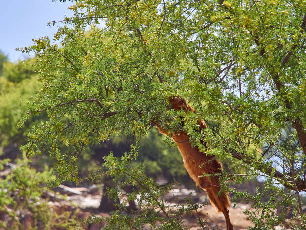 アルガンオイルの木に立って登るヤギ。 - image branch leaf fruit ストックフォトと画像