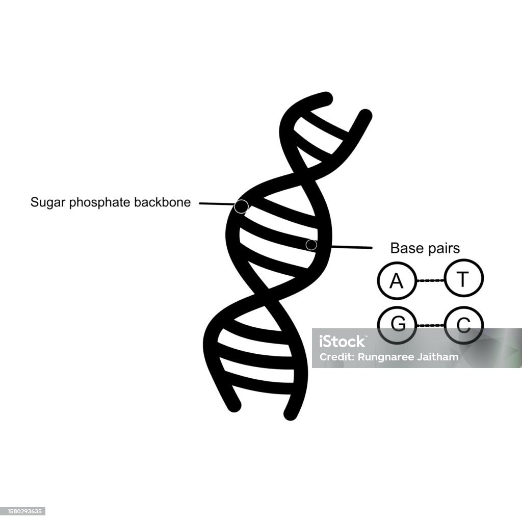 Dna Feature The Dna Structure That Shows Important Component Sugar Phosphate ...
