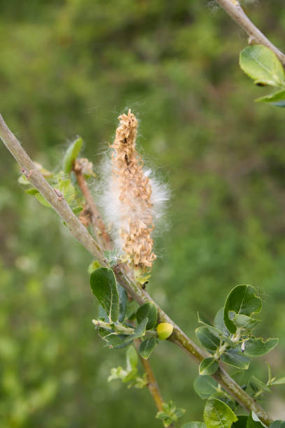 istock Salix caprea branch close up 1580294162