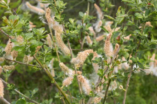 Salix caprea hairy seeds