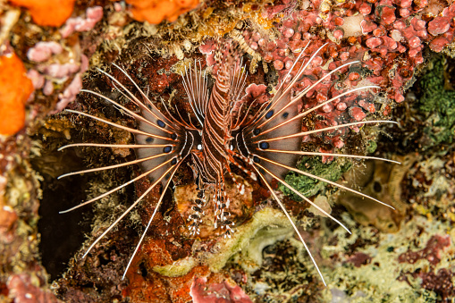 Pterois antennata, like many fish species, has very different common names like Broadbarred Firefish and Spotfin Lionfish. The species occurs in the tropical Indo-Pacific from East Africa to Marquesan and Mangaréva Islands, north to southern Japan, south to Queensland, Australia, Kermadec and Austral Islands in a depth range from 2-86m in lagoon and seaward reefs, hiding in crevices under rocks and coral formations during the day and hunting at night, feeding on shrimps and crabs, max. length 20cm. \nThis specimen is head down. The outline of this fish is visually disturbed by the numerous spiny projections and fleshy tabs improving camouflage by mimicking the Banded Sea Urchin Echinothrix calamaris. Pterois antennata is an ambush hunter, using his camouflage to prey on unsuspecting fish and invertebrates.\nTriton Bay, Kaimana Regency, West Papua Province, Indonesia, 3°51'48.0312 S 133°55'48.9612 E at 9m depth