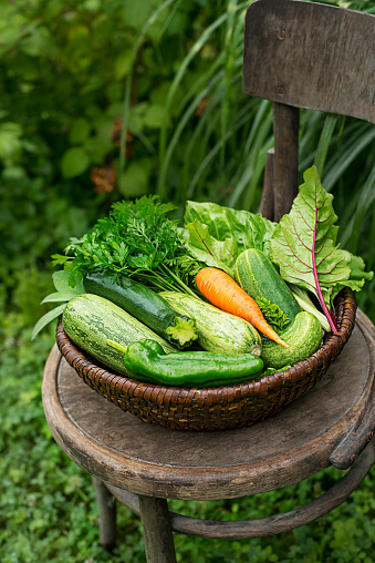 Harvest of fresh vegetables in a basket in the garden. Garden produce and harvested vegetable. Fresh farm vegetables in basket