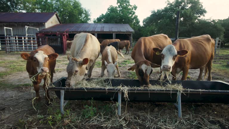 Large Cow Pushes Smaller Cows Out Of The Way At Food Trough, Texas Usa