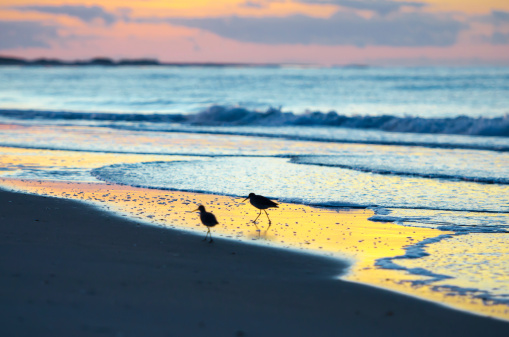 Two birds looking for breakfast at a beach sunrise.