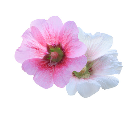 Close up single Hollyhock flowers bouquet isolated on white background.