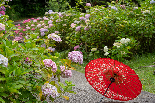 Japanese traditional oil paper umbrella and Hydrangea macrophylla flowering shrubs and bushes in the garden. Concept of Japanese culture. Kyoto, Japan.