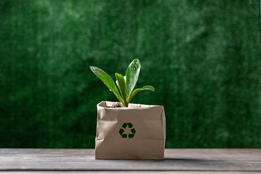 Paper bag with green plant grow on table. indoor small plants. Succulents in an eco paper bag. Eco friendly reusable eco bag and succulents.