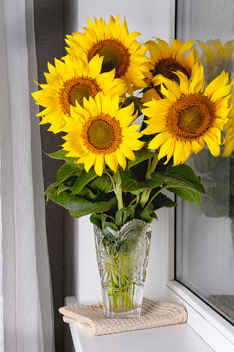 Still life with beautiful sunflowers bouquet in glass vase.