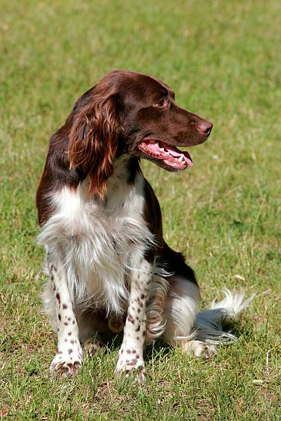 istock Puupy of small munsterlander dog 158033780
