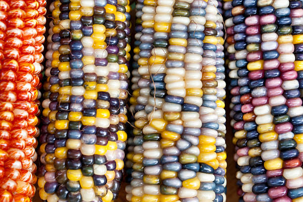 Primer plano de colorido decorativa India (maíz) de maíz en otoño. - foto de stock