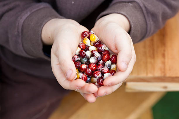 Corn Samen in Kinder-Händen. – Foto