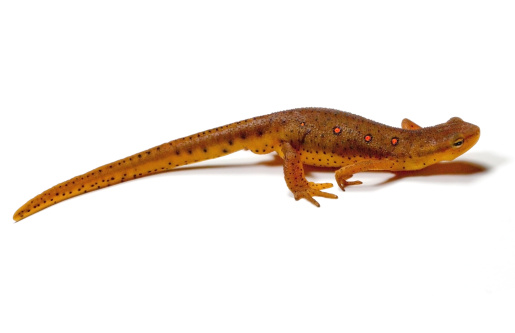 Close-up of Eastern Newt (Notophthalmus viridescens) on a white background
