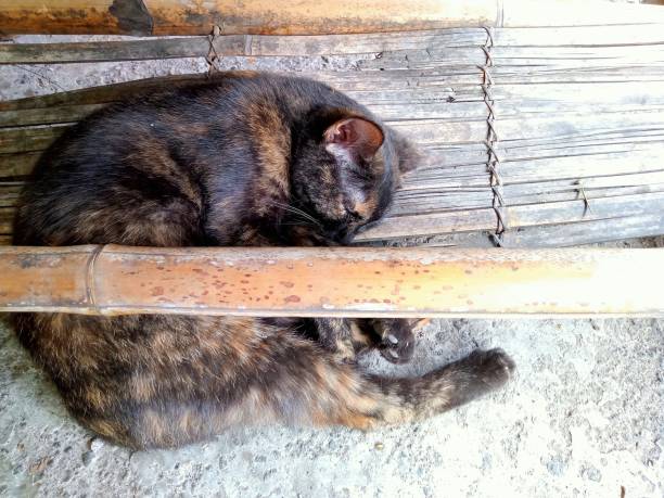 istock Tricolor striped domestic cat sleeping peacefully 1580348278